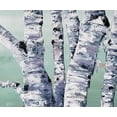 thumbnail image 2 of Cusson, Marie Elaine 30x26 Black Ornate Wood Framed with Double Matting Museum Art Print Titled - Birch Tree Close Up  II, 2 of 4