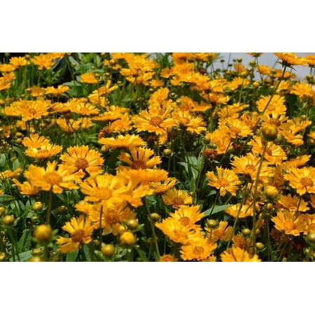 RedCrocus Jethro Tull' Tickseed Coreopsis - Bright Yellow Blooming Perennial - Pollinator & Drought Tolerant - Garden Borders & Native Garden 1 Quart (Pack of 2)