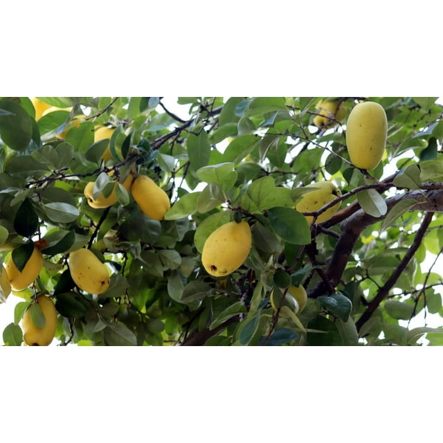 Chinese Quince Seeds for Planting (20 Seeds) Chaenomeles sinensis