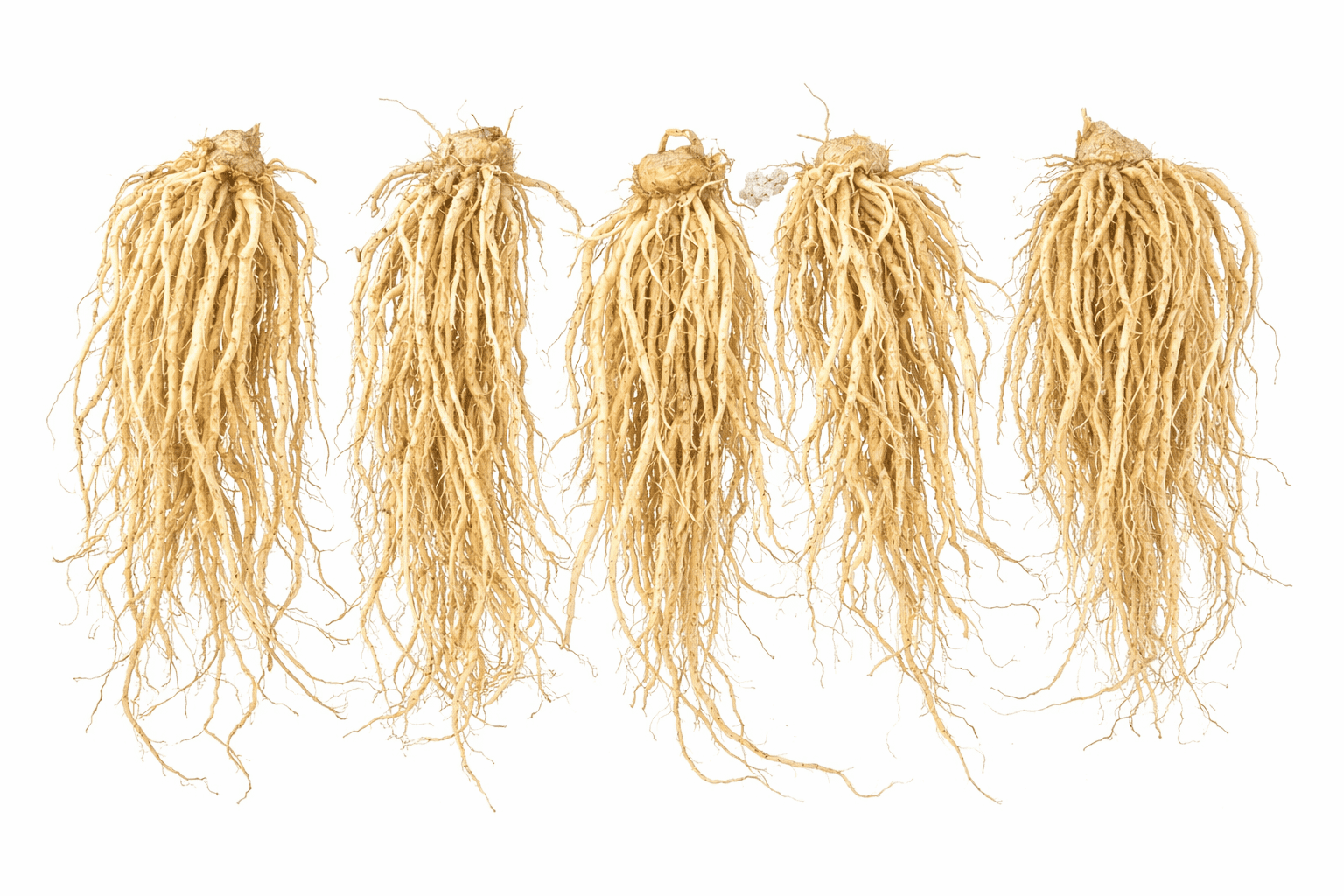Jersey Knight Live Asparagus Bare Root Plants - 2yr Crowns - Easy to Grow Asparagus (25 Asparagus Crowns)
