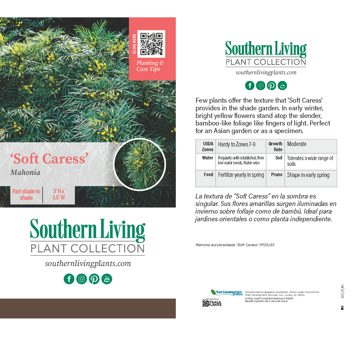 Southern Living Soft Caress Mahonia Live Shrub in 2.5-Quart Grower Pot