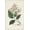 Unframed, variant on Art.com Antique Turpin Botanical V Art Print by 0 Turpin, Brown Frame Wall Art, 21" x 29"