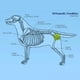 thumbnail image 4 of Rodillera Para Perro, Ajustable Para Patas Traseras De Perro, Protector De Rodillera Para El Cuidado Del Ligamento Cruzado, Rodillera Para Perros Ancianos Discapacitados, Alivia, 4 of 7