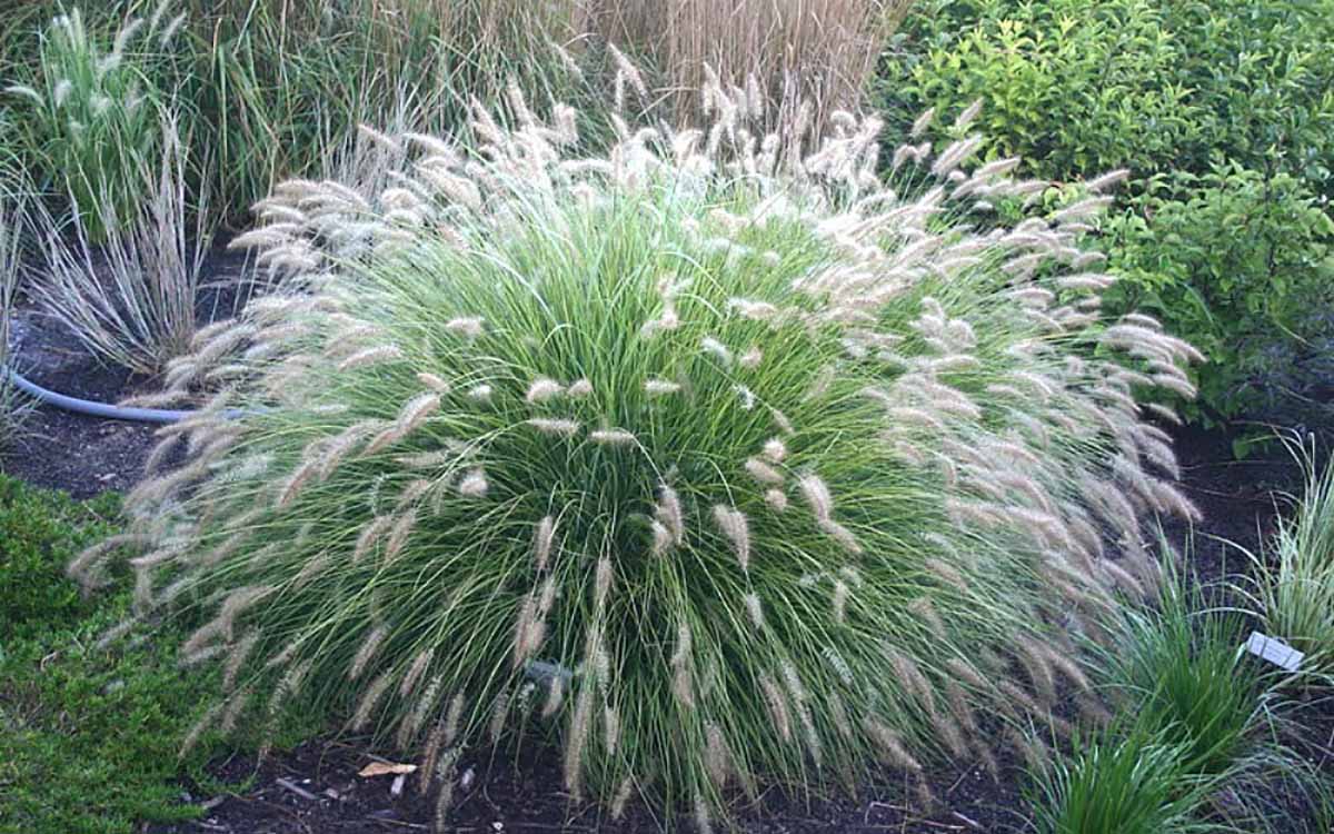 Little Bunny Dwarf Fountain Grass Pennisetum 2.5" Pot