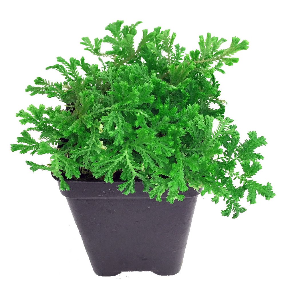 Green Spike Fern Club Moss Selaginella Terrarium/Fairy