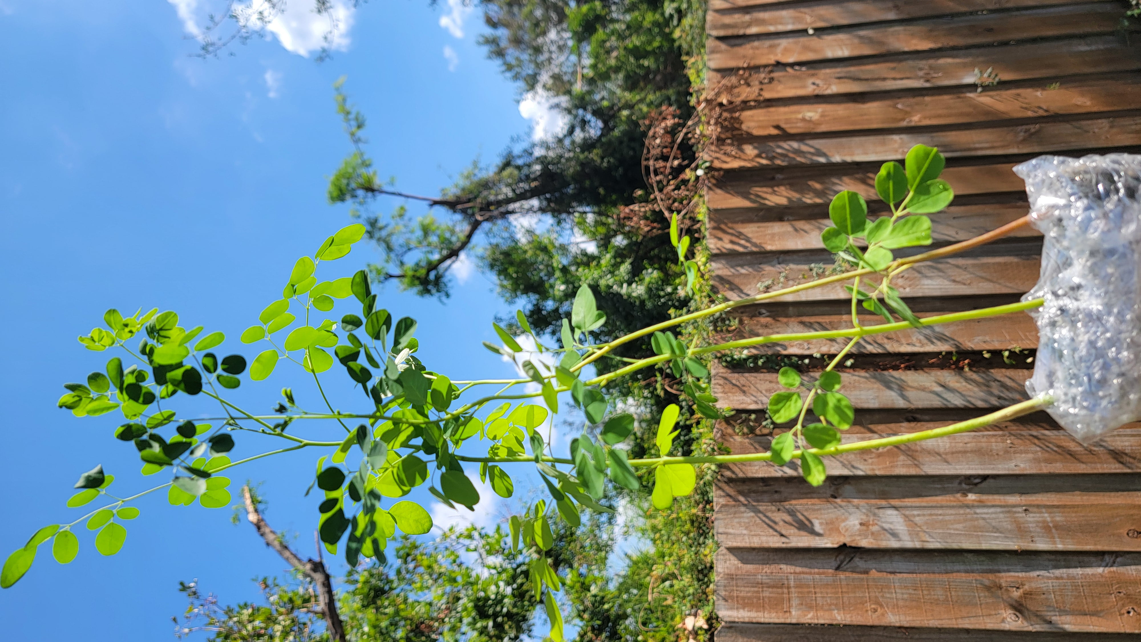 Moringa Plant 1 Live Moringa Seedling Organic Partial to Full Sun