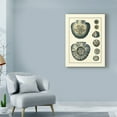 thumbnail image 3 of Trademark Fine Art 'Antique Blue Sand dollar' Canvas Art by Vision Studio, 3 of 4