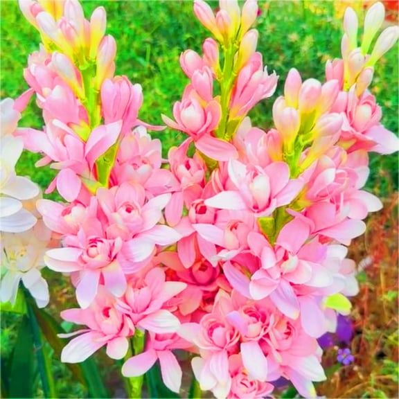 Tuberose, Low Maintenance - Easy Grow - Ideal for Beds Borders, Plant Pots & Planters