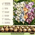 thumbnail image 3 of Calla Lily Bulbs,Low Maintenance - Easy Grow - Ideal For Beds Borders, Plant Pots & Planters, 3 of 5