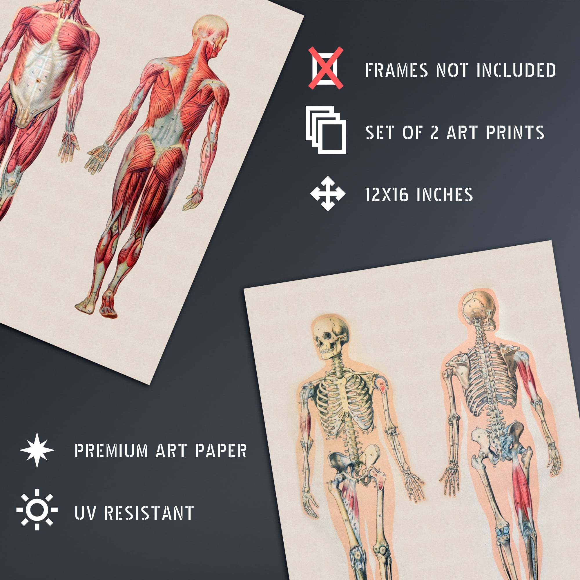 Human Body Muscle Bone Skeletal Diagrams Set Of 2 Unframed Wall Art Prints Living Room Study Aesthetic Scientific Medical 12X16 Inch