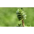 thumbnail image 4 of Ihi Hawaiian Jade Plant - Portulaca molokiniensis - 2.5" Pot - Easy Succulent, 4 of 4