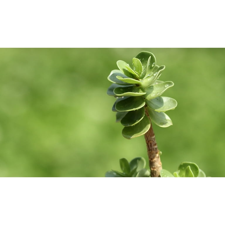 hawaiian succulent plants Hawaiian Palm Plant For Sale – Logee's Plants main image 1