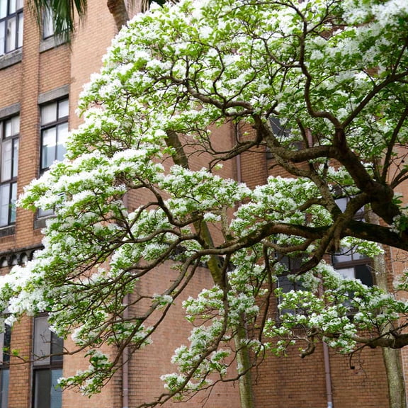 Brighter Blooms - Chinese Fringe Tree, 4-5 ft. - No Shipping to AK, AZ, HI