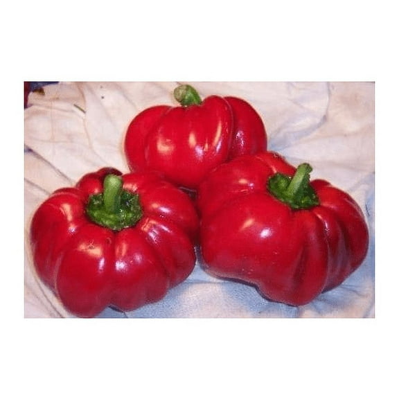 Pepper Sweet Pimento Great Heirloom Vegetable by Seed Kingdom Bulk 1/4 Lb Seeds