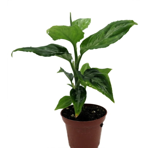 Bicolor Chinese Evergreen Plant - Aglaonema pictum - 2.5" Pot