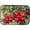 Poinsettias 3953, variant on Christmas Nutcracker Ballet Dish Drying Mat 14 in x 21 in