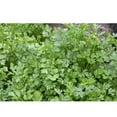 thumbnail image 6 of Window Garden Basil Herb Kit - Grow Your Own Food Easily & Fun, 6 of 7