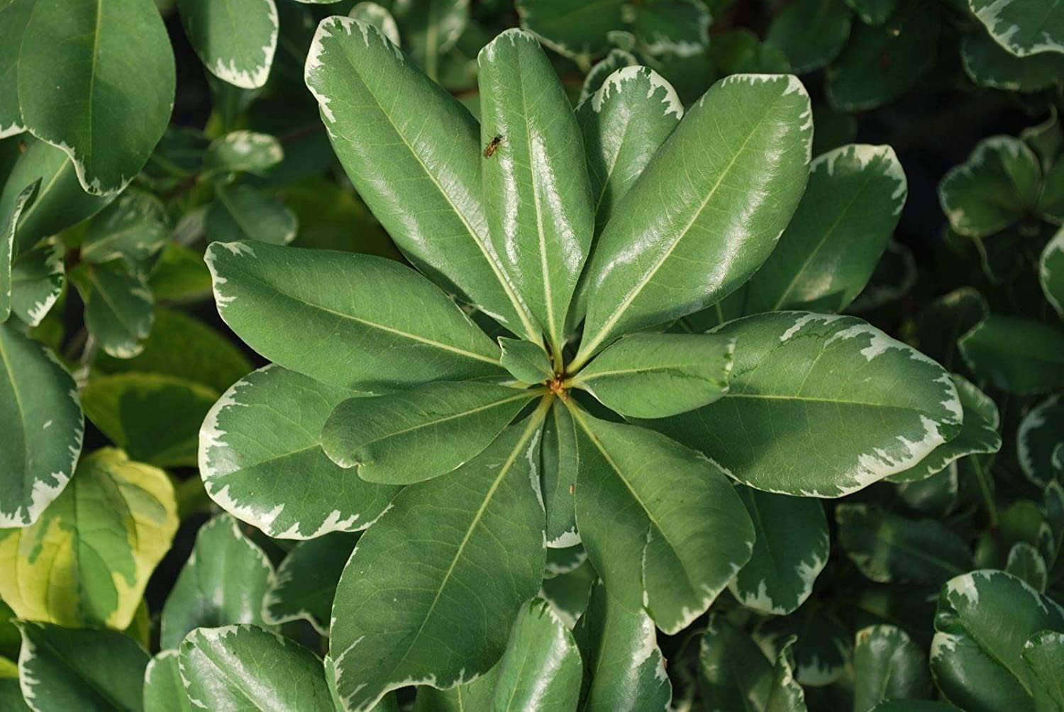 Variegated Pittosporum  10 Live Plants  Pittosporum Tobria Variegatum  Evergreen Border Accent Hedge Shrub