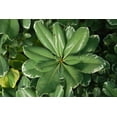 thumbnail image 3 of Variegated Pittosporum  20 Live Plants  Pittosporum Tobria Variegatum  Evergreen Border Accent Hedge Shrub, 3 of 9