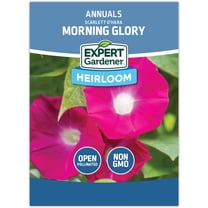 Expert Gardener Scarlett O'Hara Morning Glory Flower