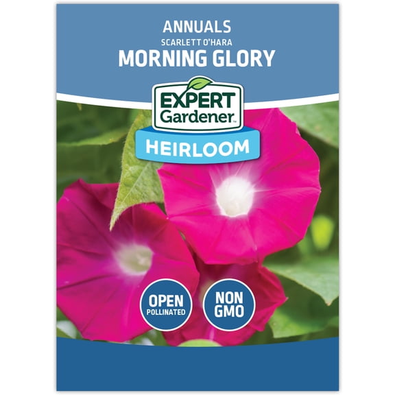 Expert Gardener Scarlett O'Hara Morning Glory Flower
