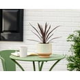 thumbnail image 4 of Expert Gardener 1PT Green Dracaena Live Annual Plant Shade, 4 of 7