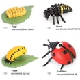 thumbnail image 2 of Animal Growth Cycle Biological Model , Growth Stage Lifelike Ladybug Life Cycle Model Set for Kids Education Insect Themed Party Favors, 2 of 4