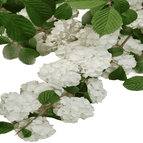 Popcorn Viburnum Shrub – White Snowball Blooms, Live Garden Plant