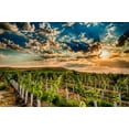 thumbnail image 2 of Duval, Richard 32x23 Black Ornate Wood Framed with Double Matting Museum Art Print Titled - Washington State-Yakima Valley Sunrise on a Red Mountain vineyard, 2 of 4