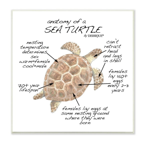 Stupell Industries Sea Turtle Anatomy Marine Life Animal Chart Graphic Art Unframed Art Print Wall Art, Design by Dishique