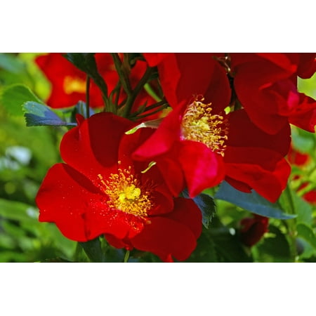 Canvas Print Red Stamens Ground Cover Rose Ground Cover Rose Stretched Canvas 10 X