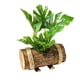 thumbnail image 1 of Macetas de madera creativas y adornos domésticos de bonsái verdes., 1 of 5