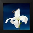 thumbnail image 2 of Peck, Gail 12x12 Black Modern Framed Museum Art Print Titled - Lily On Blue, 2 of 5