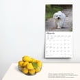 thumbnail image 4 of Maltese | 2024 12x24" (Hanging) Monthly Square Wall Calendar | BrownTrout, 4 of 8