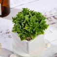 thumbnail image 4 of Balsa Circle 3 pcs 4-Inch Green Artificial Faux Crassula Succulent Plants with Off White Pots, 4 of 6