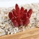 thumbnail image 5 of Plantas Suculentas Artificiales de Flores de Plástico para Decoración Interior, 5 of 6