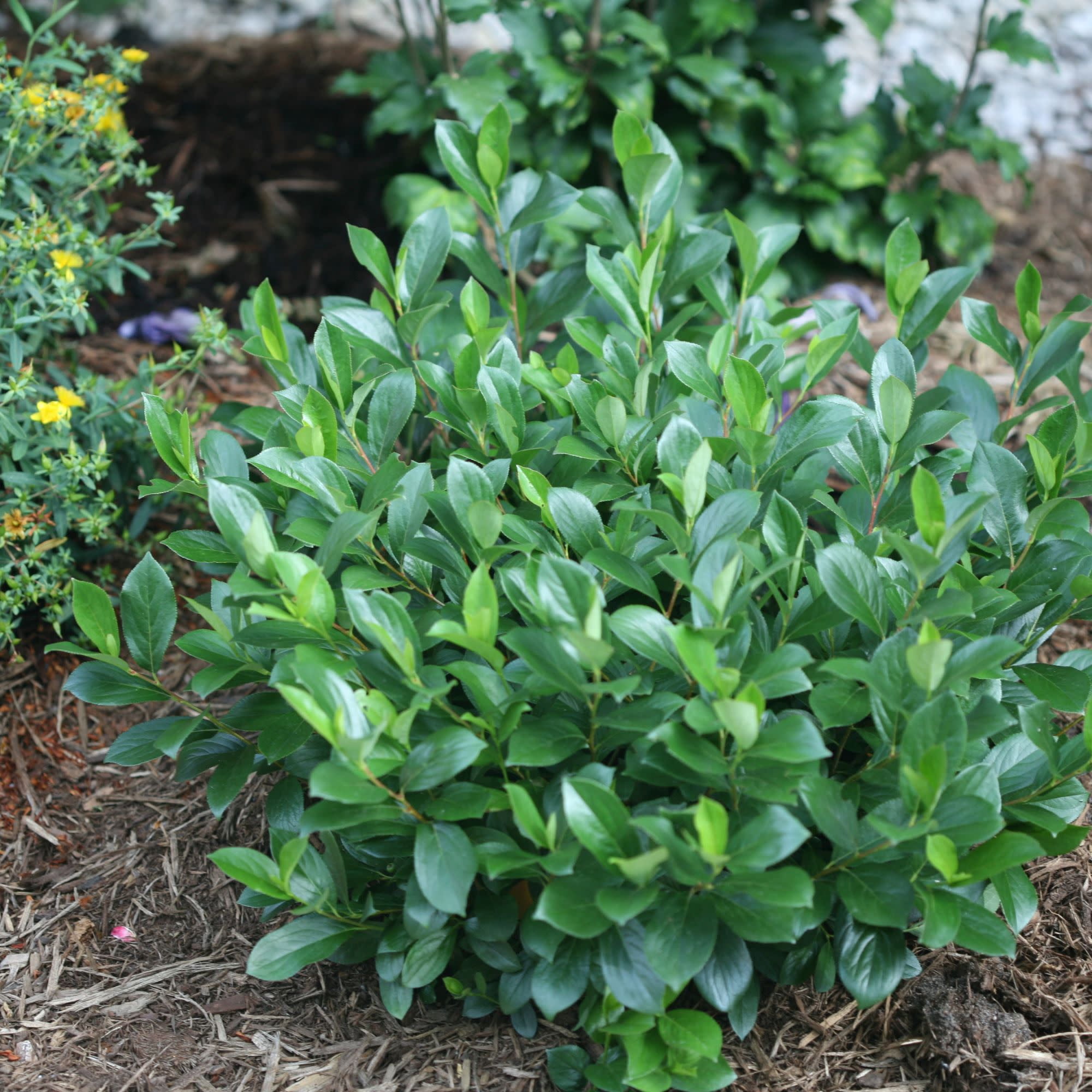 Proven Winners ColorChoice 5" White Low Scape Mound Aronia Live Plant in 4.5" Pot (4 Count)