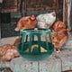 thumbnail image 5 of 1 comedero para aves de corral, práctico bebedero para pollitos, comedero de plástico para casa, granja, jardín, pollos, patos, gansos y palomas (azul), 5 of 8