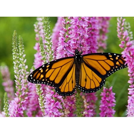 Monarch Butterfly (Danaus Plexippus) Nectaring on Speedwell Plant (Veronica Officinalis) in Flower Print Wall Art By Don