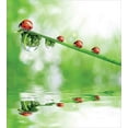 thumbnail image 3 of Ladybugs Duvet Cover Set, Ladybugs on a Stem over the Water Striped Animals Fresh Environmental Life Image, Decorative 2 Piece Bedding Set with 1 Pillow Shams, Twin Size, Red Green, by Ambesonne, 3 of 3