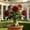 C, variant on Desert Rose, Shade Plant for Gardens-Easy Grow-Low Maintenance-Ideal for Beds Borders, Plant Pots & Planters
