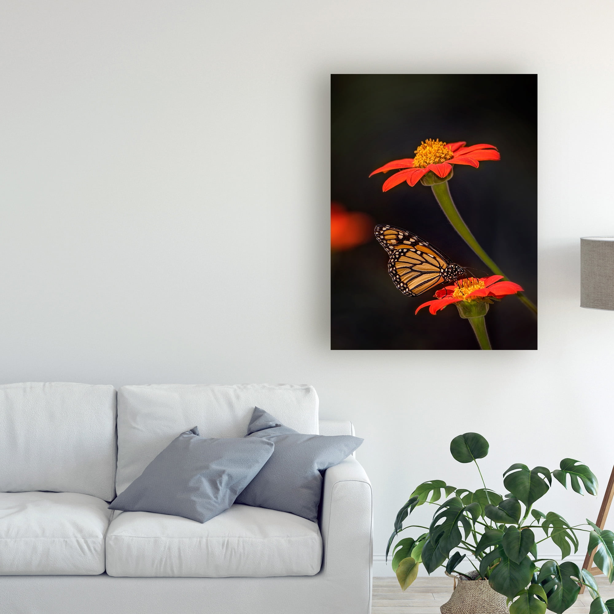 Trademark Fine Art 'Butterfly Portrait X' Canvas Art by PHBurchett