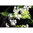 thumbnail image 3 of Hausenflock, Alan 24x17 Black Modern Framed Museum Art Print Titled - Vanda Orchids I, 3 of 5
