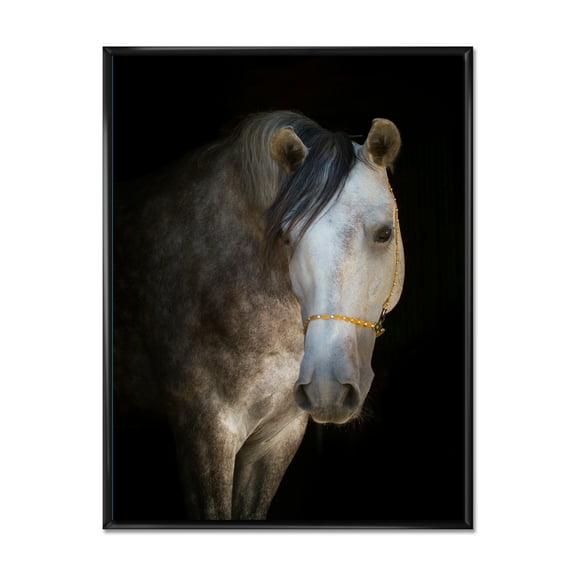 Close Up Portrait Of A White Horse 12 in x 20 in Framed Photography Canvas Art Print, by Designart