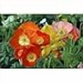 thumbnail image 3 of Iceland Poppy Gartford Giants Couleurs Mixtes, 3 of 3