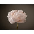 thumbnail image 2 of Frank, Assaf 18x15 Black Ornate Wood Framed with Double Matting Museum Art Print Titled - Peony flower, 2 of 4