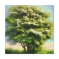 thumbnail image 1 of Elm Tree In Bloom - Canvas, 1 of 10