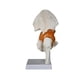 thumbnail image 2 of Modelo conjunto de cadera humana ayuda de enseñanza realista, educativa y resistente de peso ligero con ligamentos científicos para de la, 2 of 9