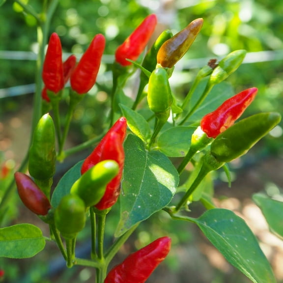 Honest Seed Seeds 40 Birdseye Chili Pepper, Heirloom