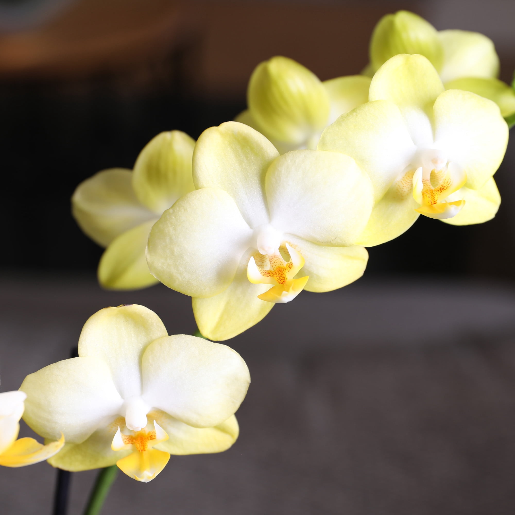 Just Add Ice 15-20" Yellow Petite Orchid Live Plant in 3" White Ceramic Pot, House Plant